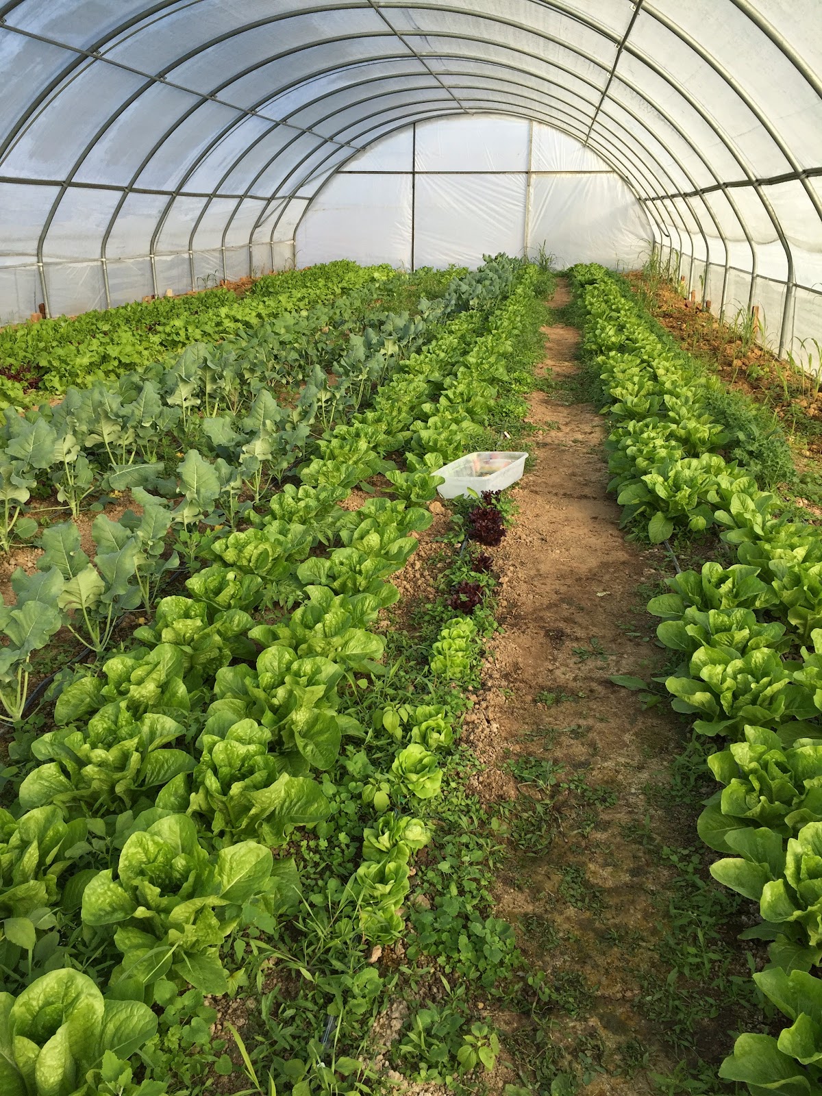 Bud's Farm Market