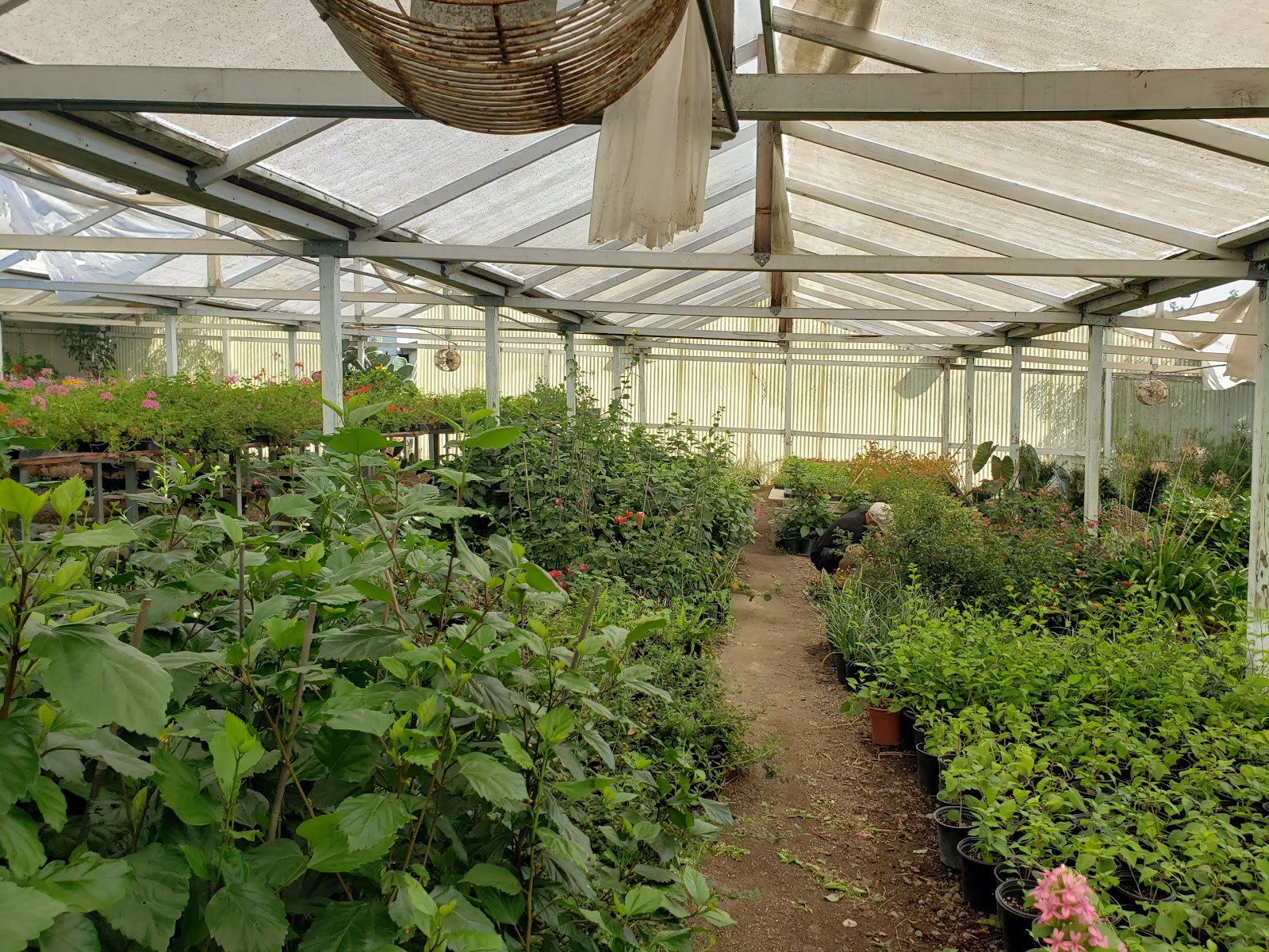 Buena Creek Nursery
