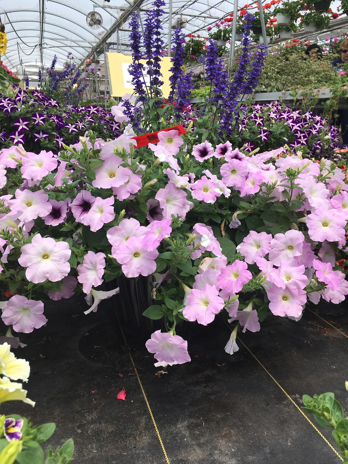 Bultema Farms & Greenhouses, Inc.