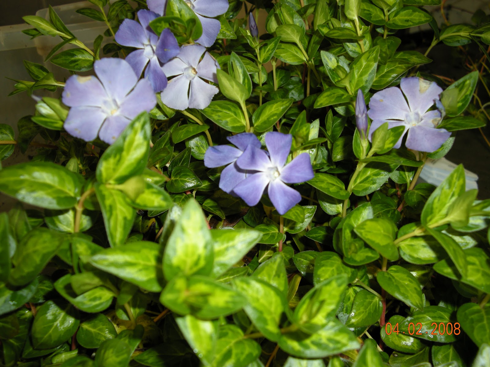 Butterfield Gardens Ground Cover