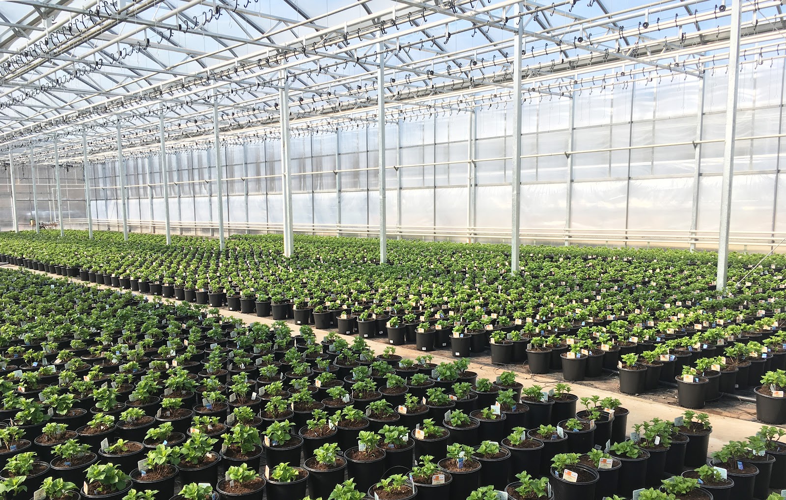 C K Greenhouses Inc
