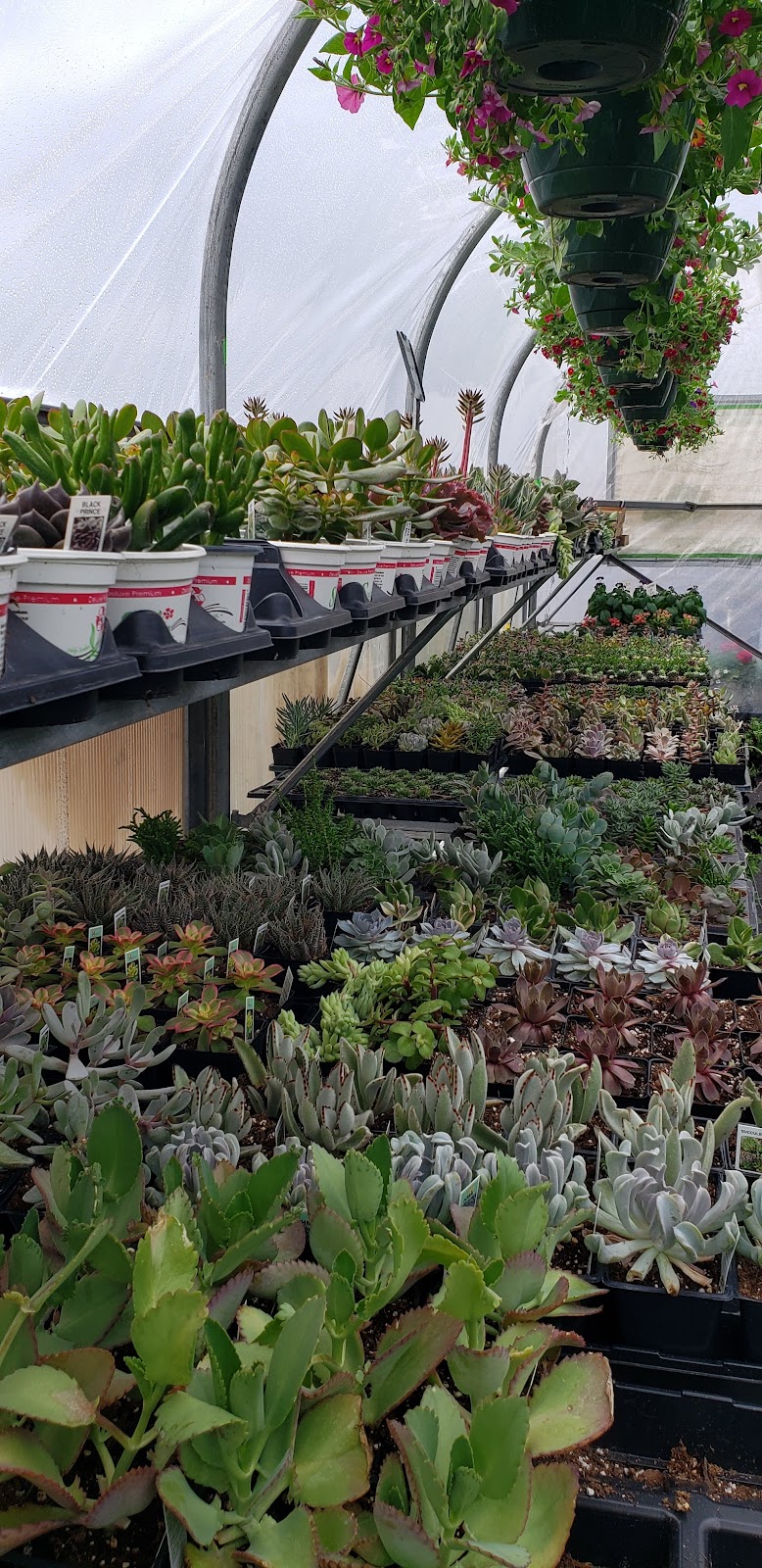 Cabbage Patch Greenhouses