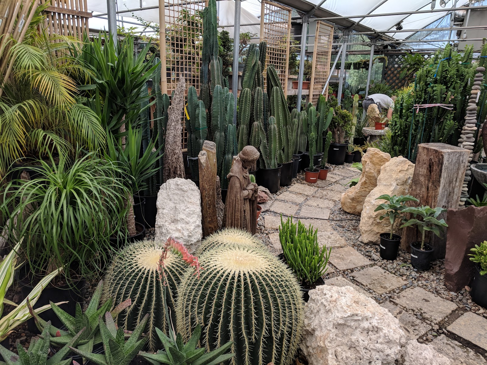 Cactus & Tropicals