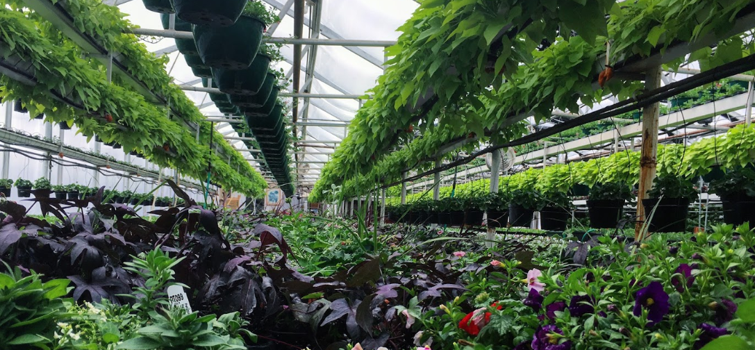 Calabrese Greenhouse, Inc.