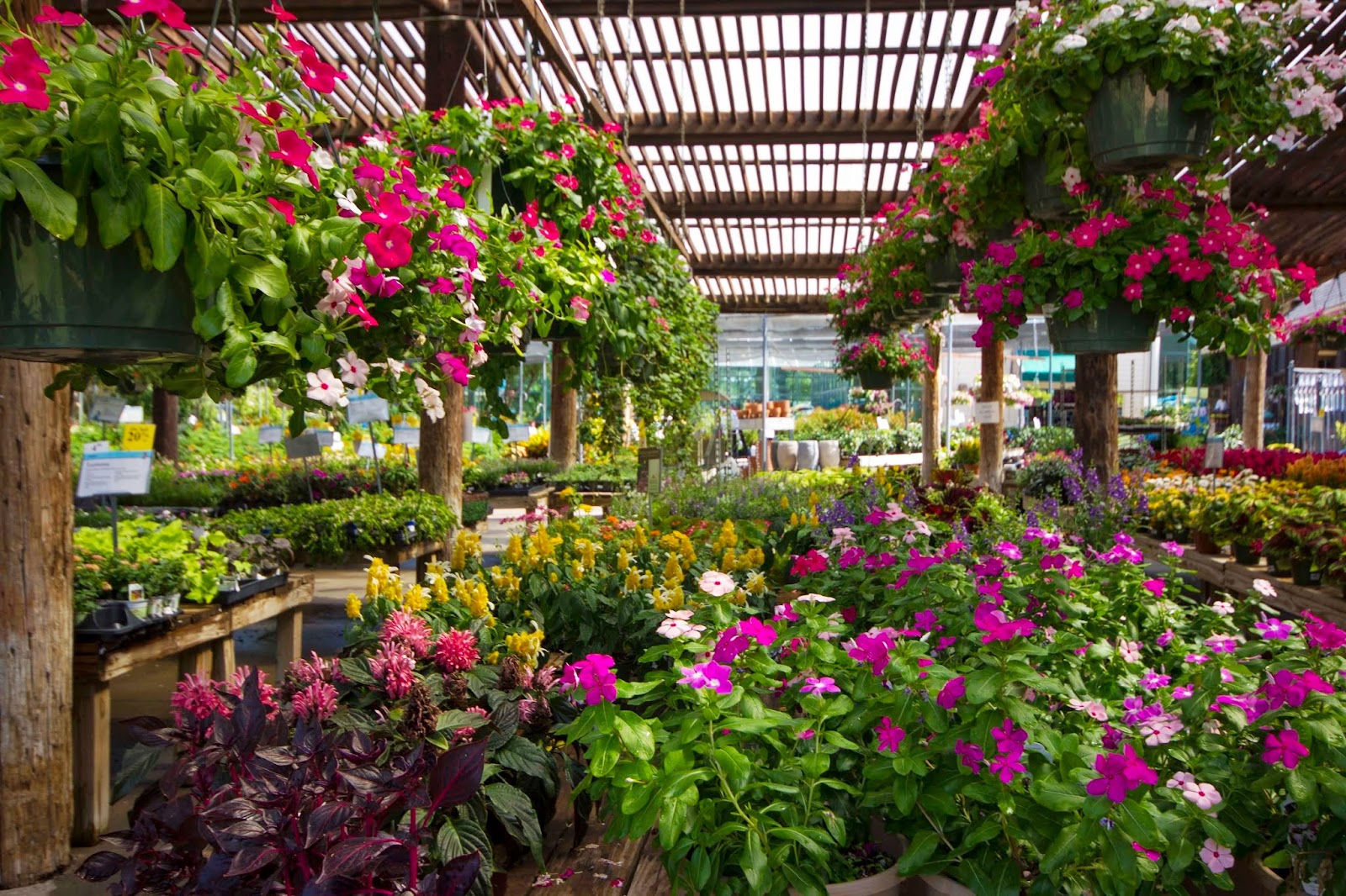Calloway's Nursery