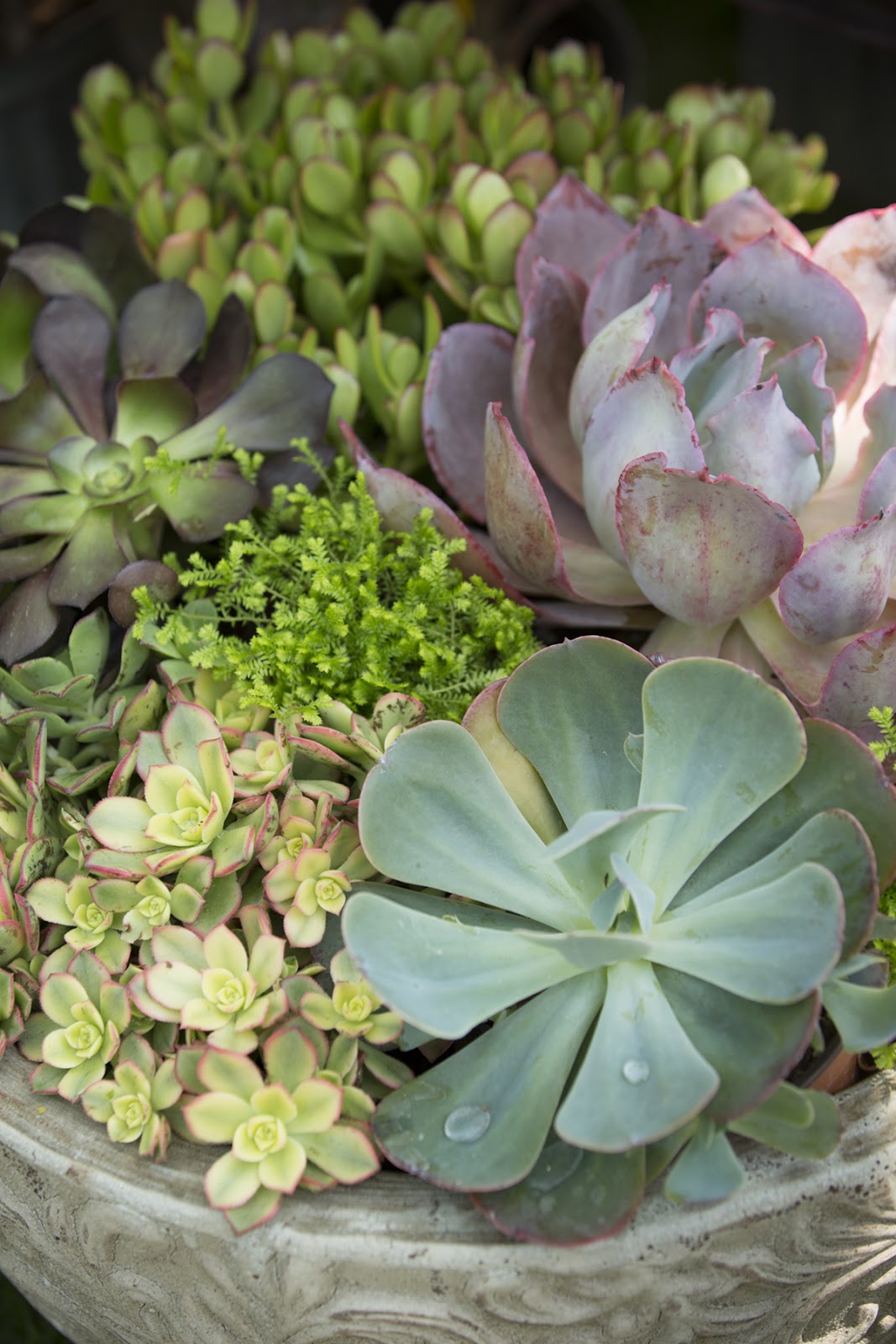 Calvert's Plant Interiors Inc.