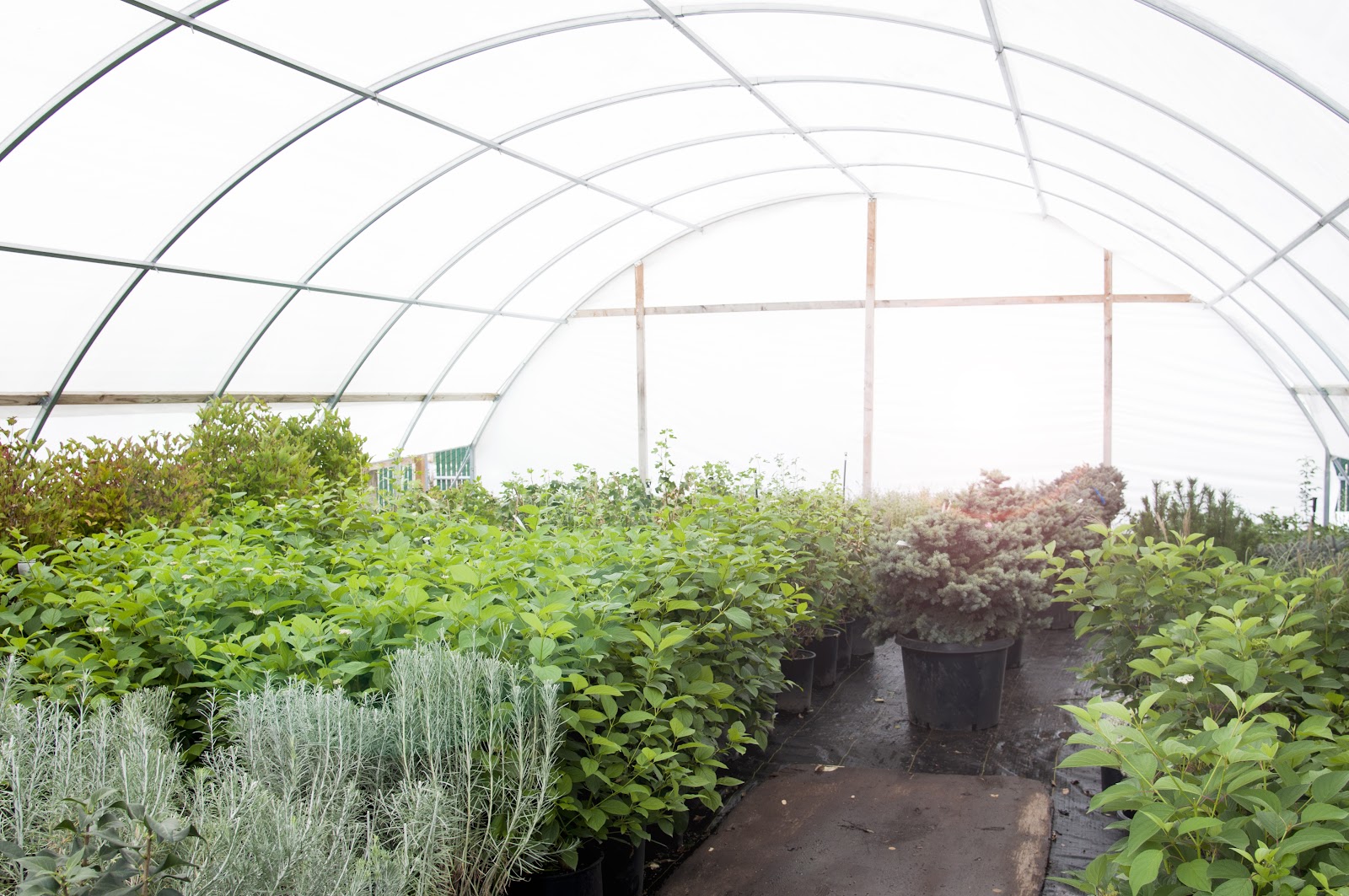 Campbell's Flowers & Greenhouses