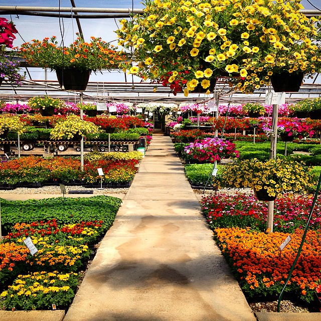 Carolina Gardens