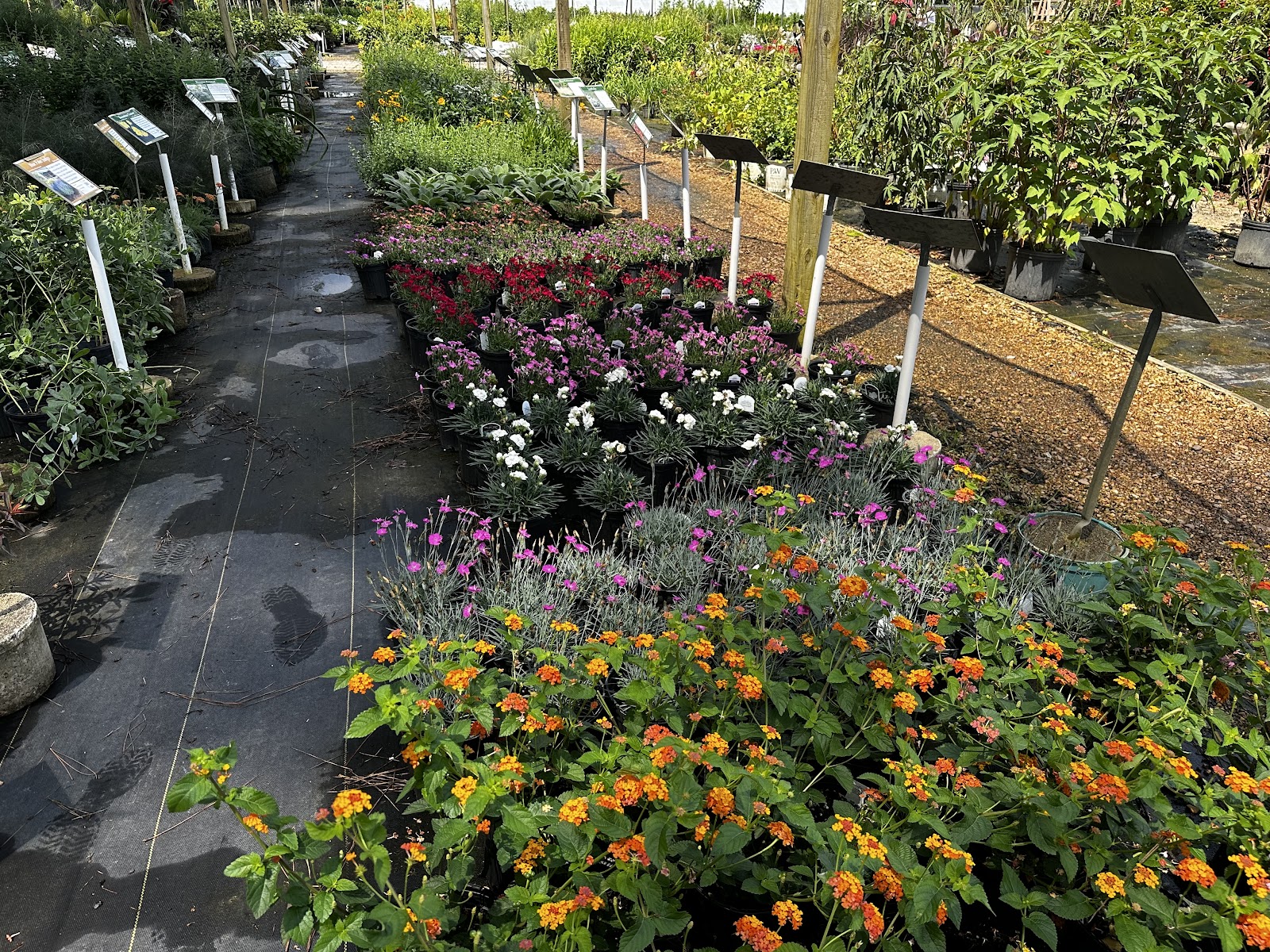 Carolina Seasons Nursery