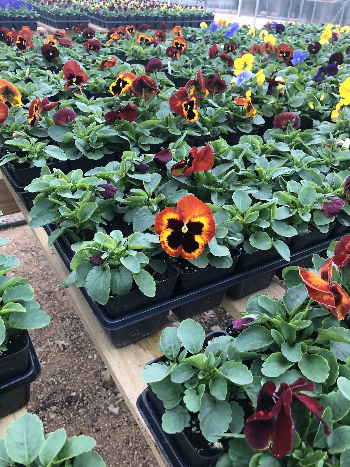 Casa Verde Farms, Inc.