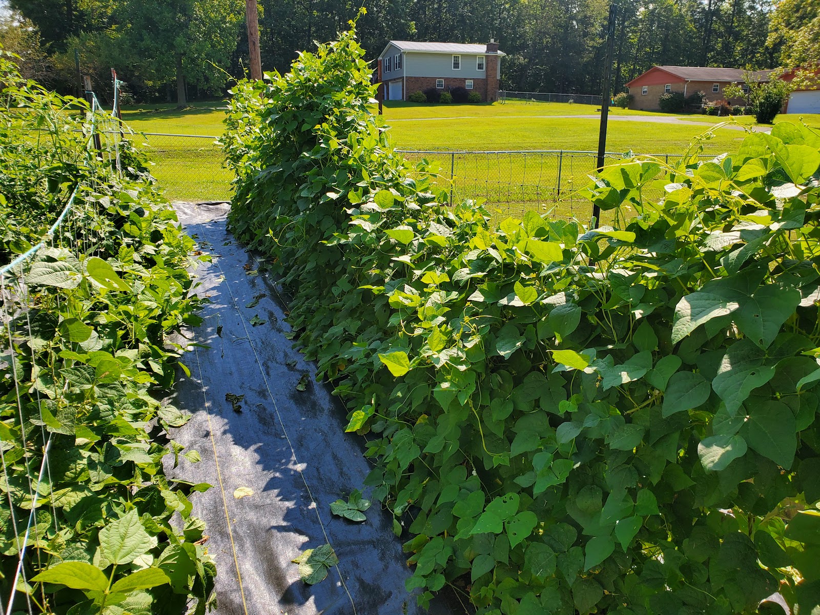 Casto's Greenhouse