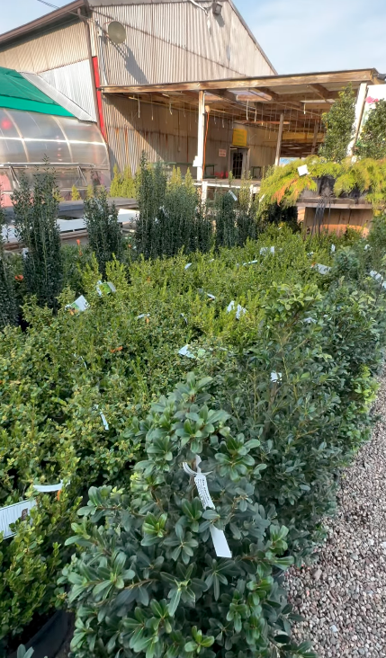Cavacini Landscaping & Garden Center