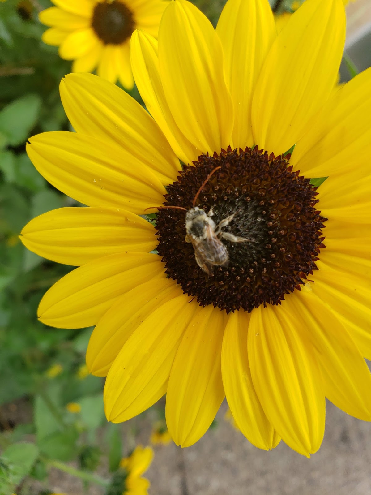 CCAP Rotarian Greenhouse & Garden