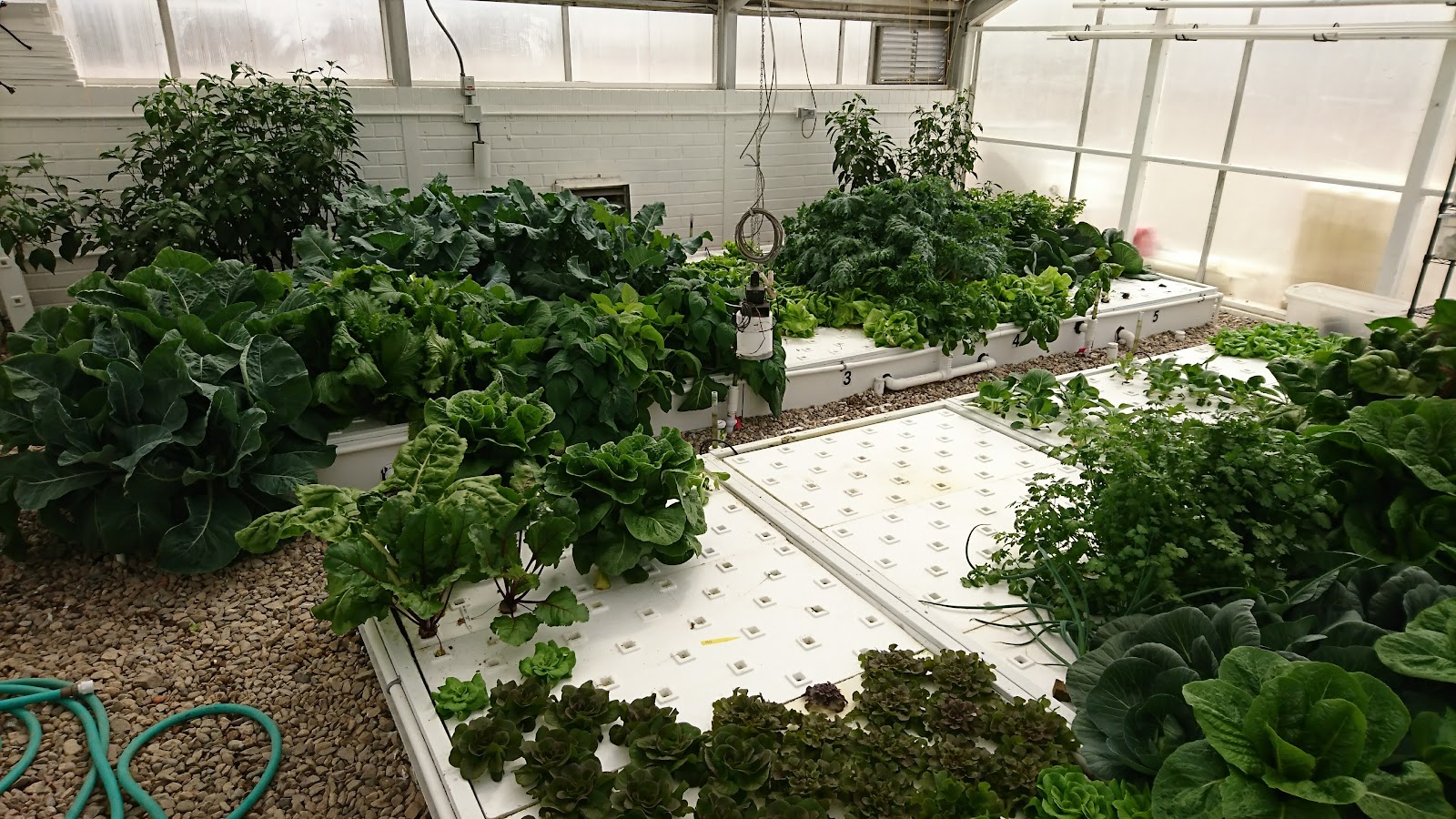 CEAC Greenhouse No. 3118 (Aquaponics Greenhouse)