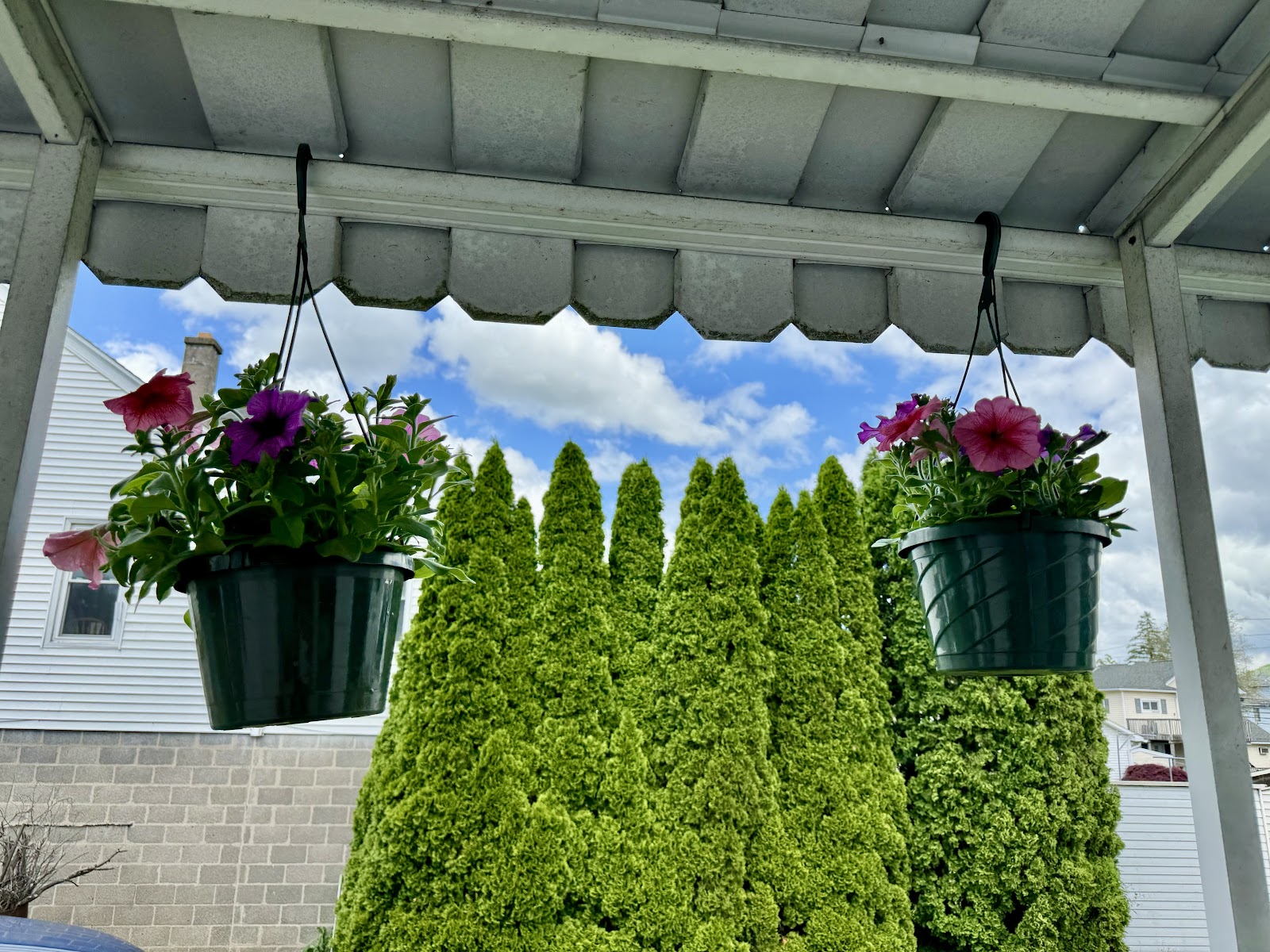 Champi's Greenhouse