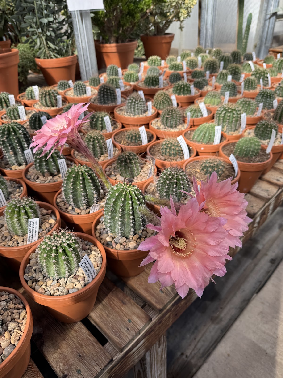 Chaparral Cactus & Succulents LLC