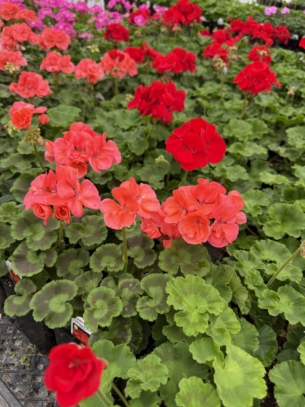 Chapman's Greenhouse and Nursery