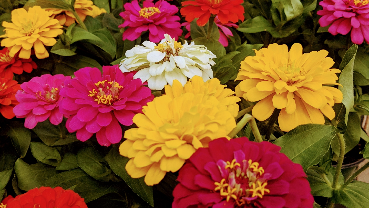 Chapon's Greenhouse & Supply