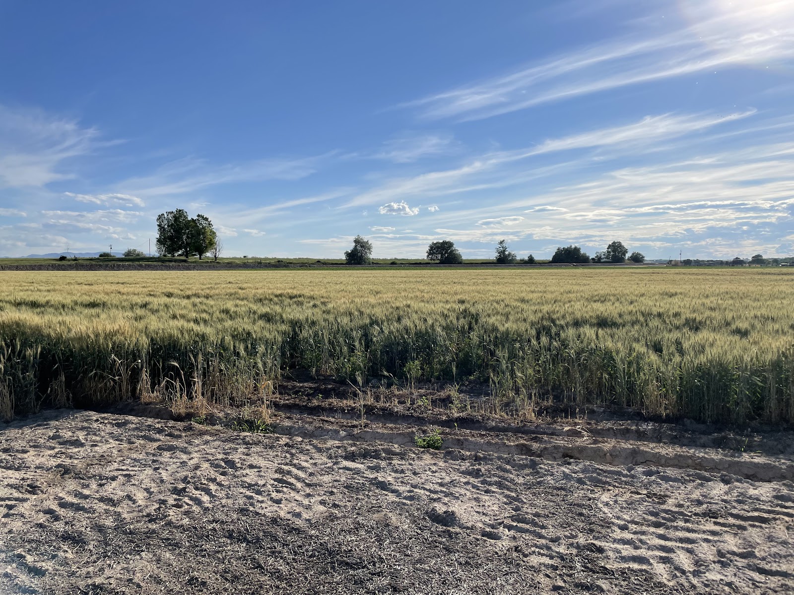 Charter Seed, an IFSI Business