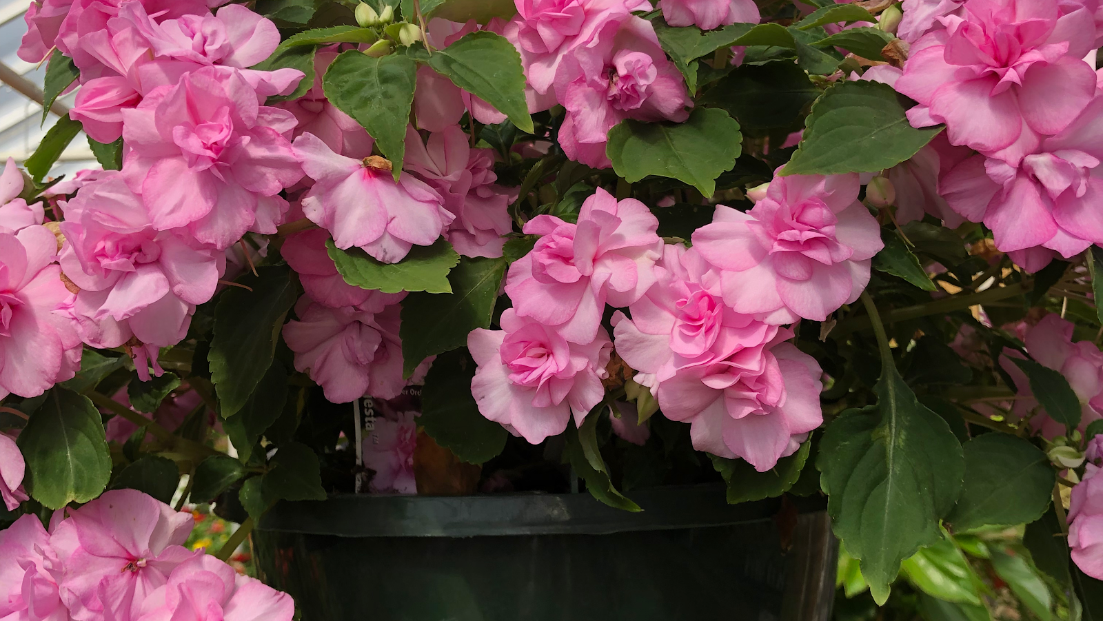 Cherry Valley Garden Center