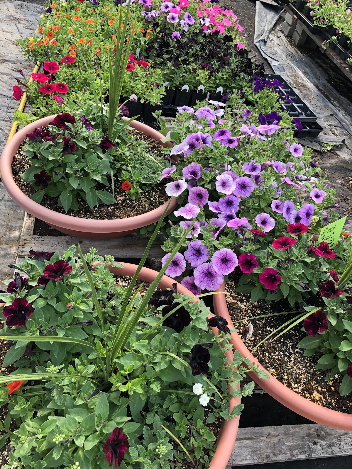 Chrissy B'S Farm And Greenhouse