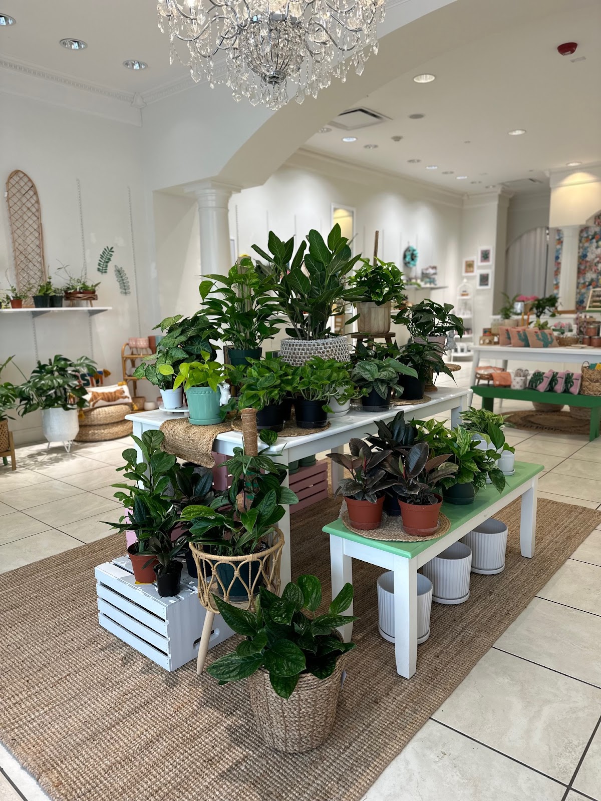 Cira's Plants