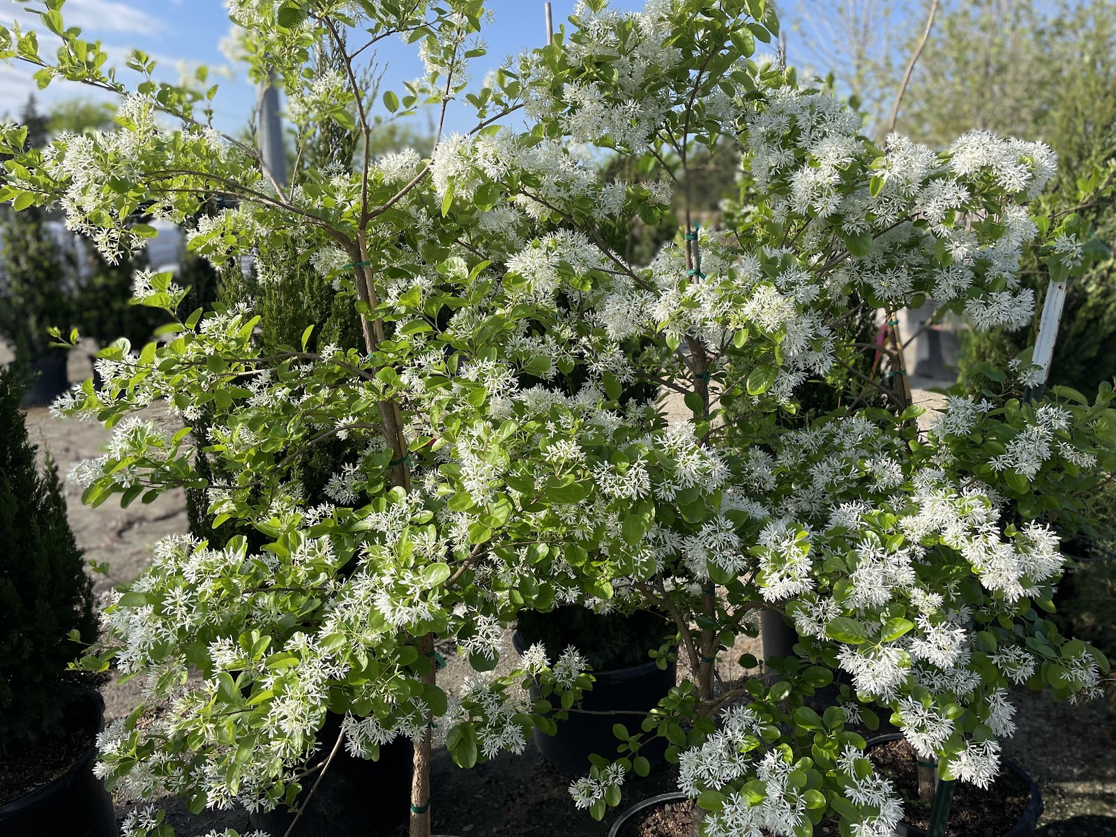 Circle D Nurseries