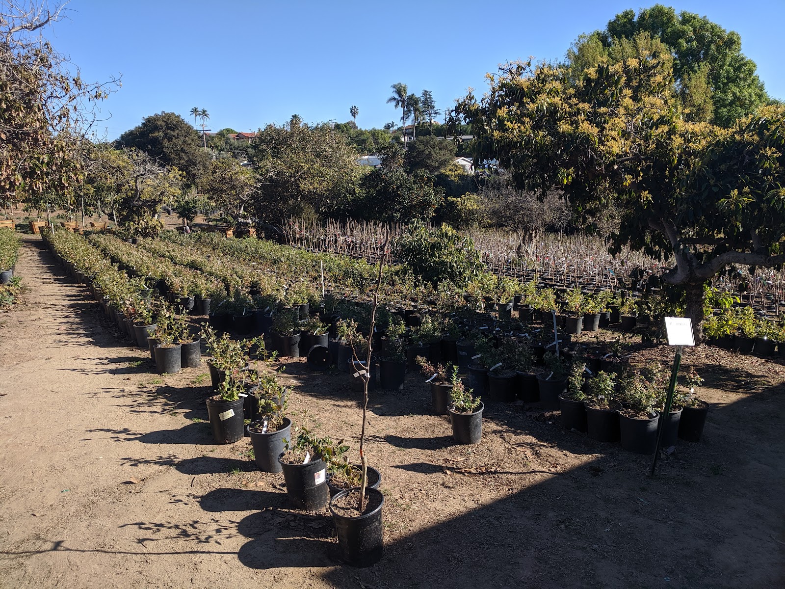 Clausen Nursery