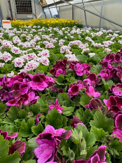 Clesen Wholesale
