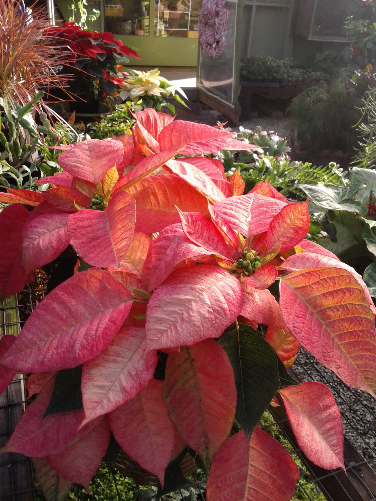 Cline Greenhouse & Landscaping