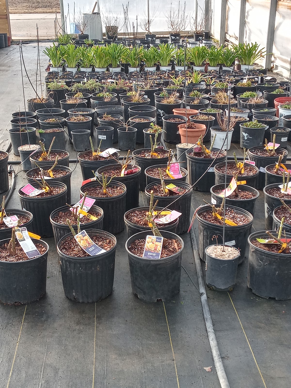 Colebrook Nursery