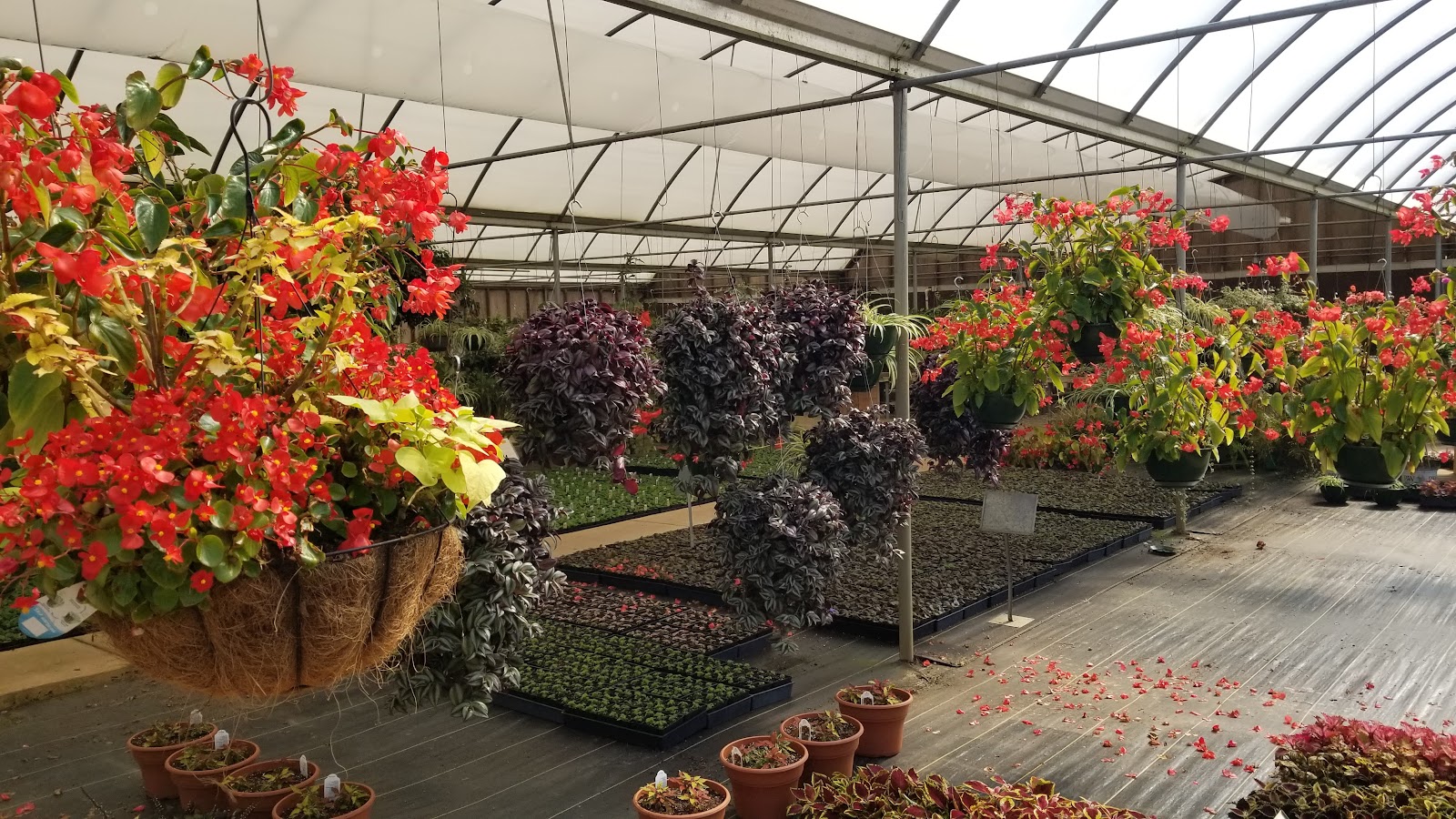 Collier's Greenhouse & Garden Center