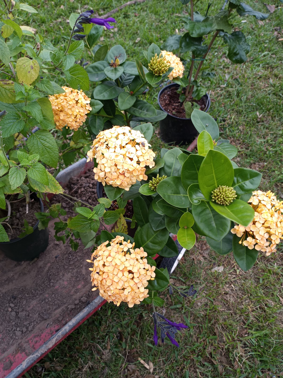 Congo Nursery