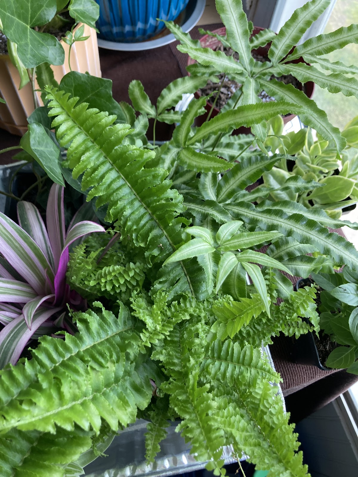 Conroe Greenhouses