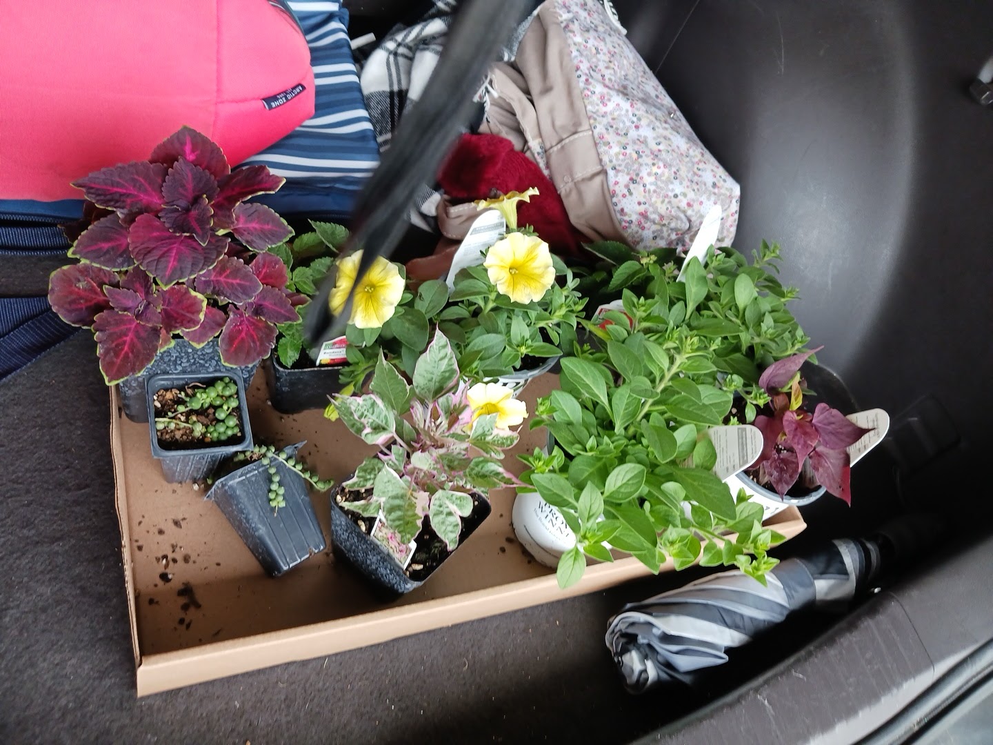 Cook's Greenhouse