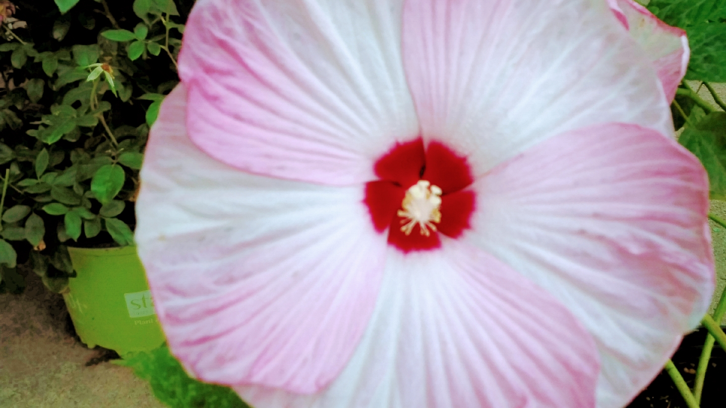 Cooks Nursery Nederland