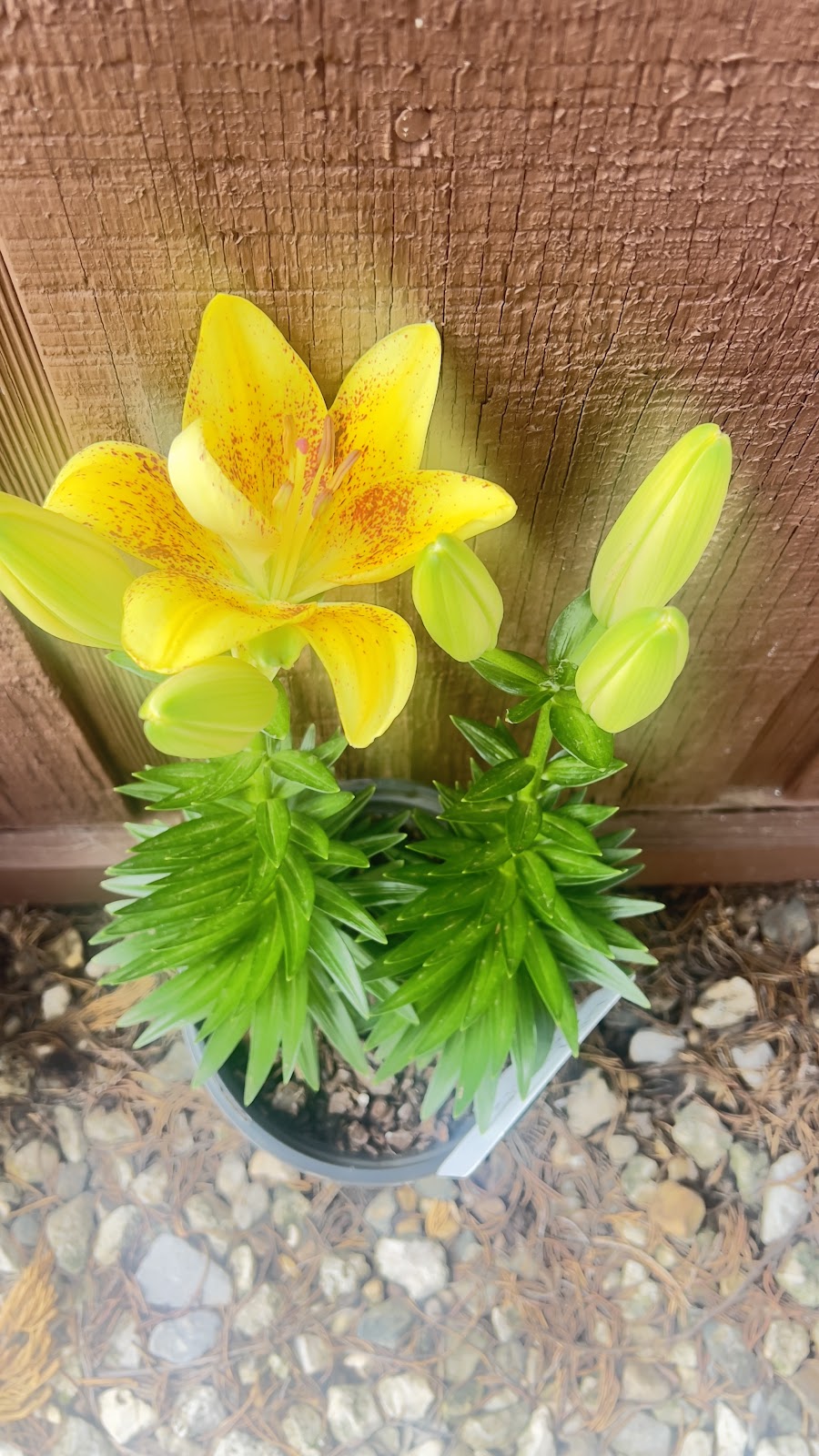 Cottage Hill Nursery Inc