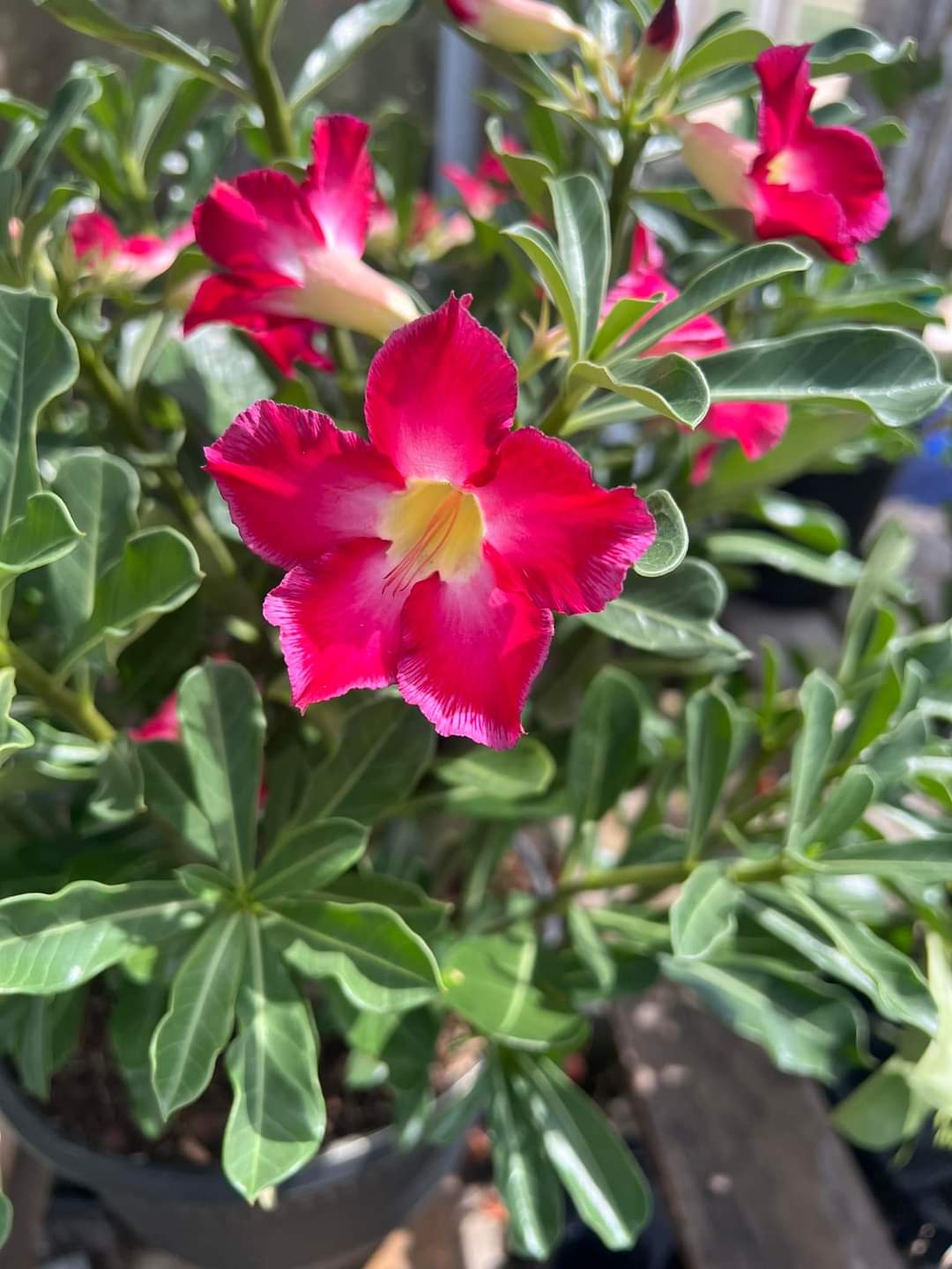 Country Roots Garden Center
