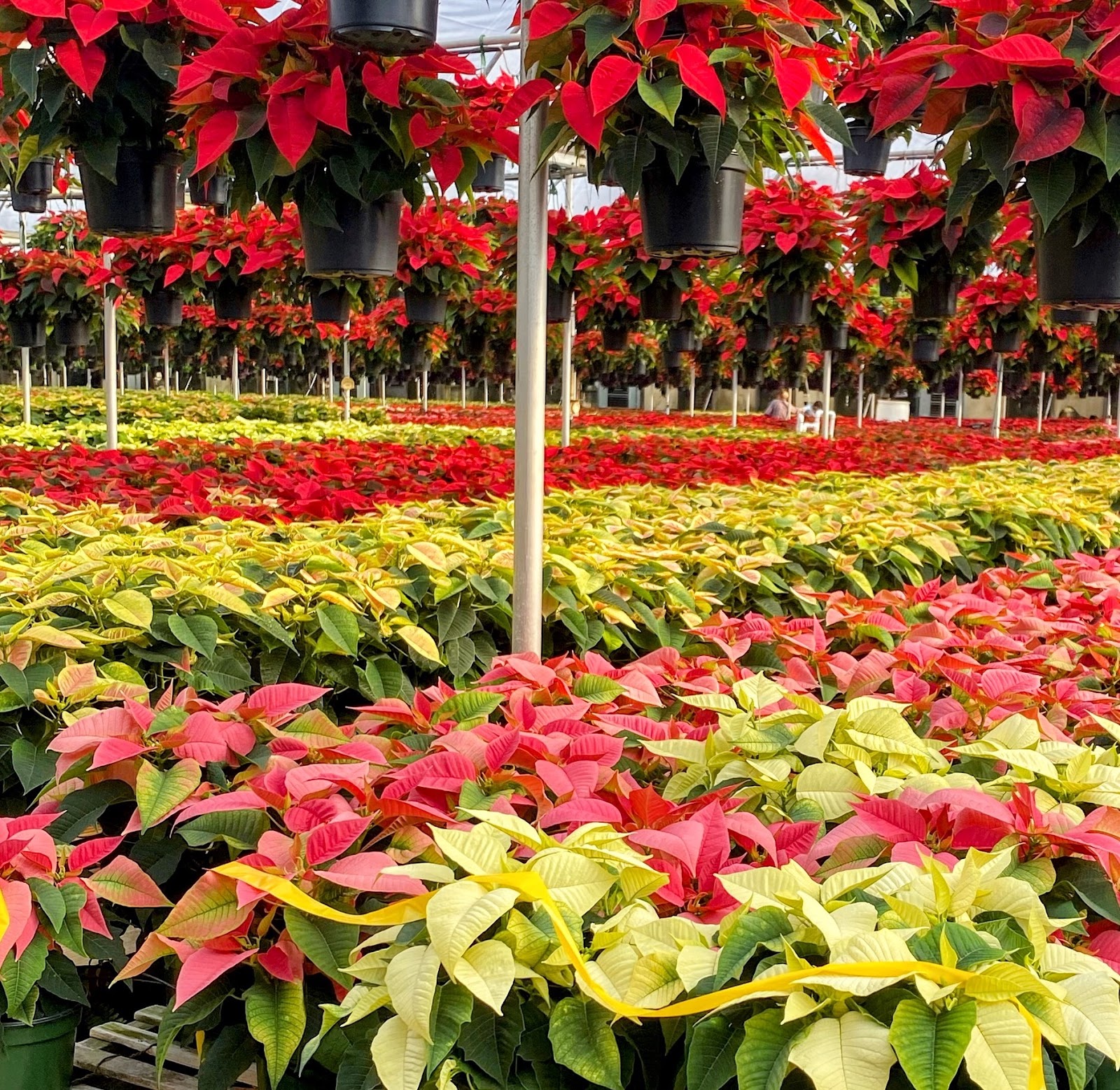 Coweta Greenhouses Inc