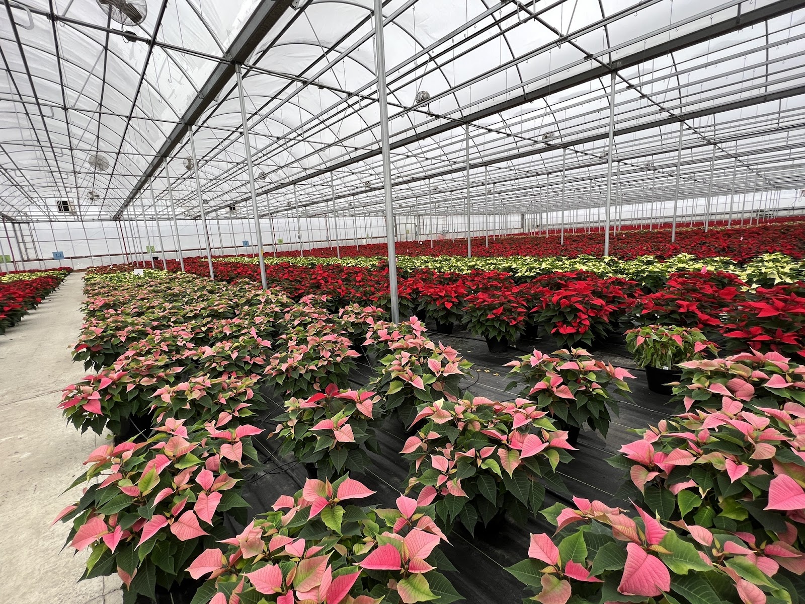Creach Greenhouse