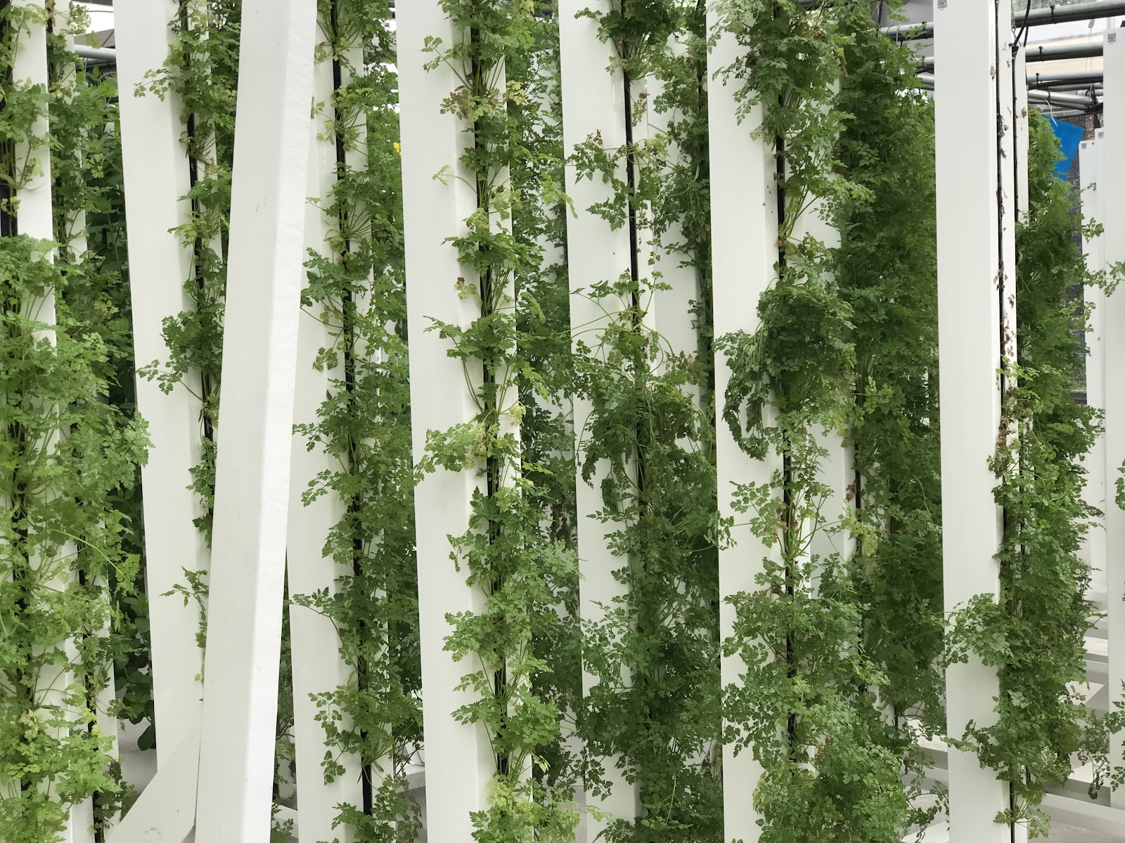CRG Grow