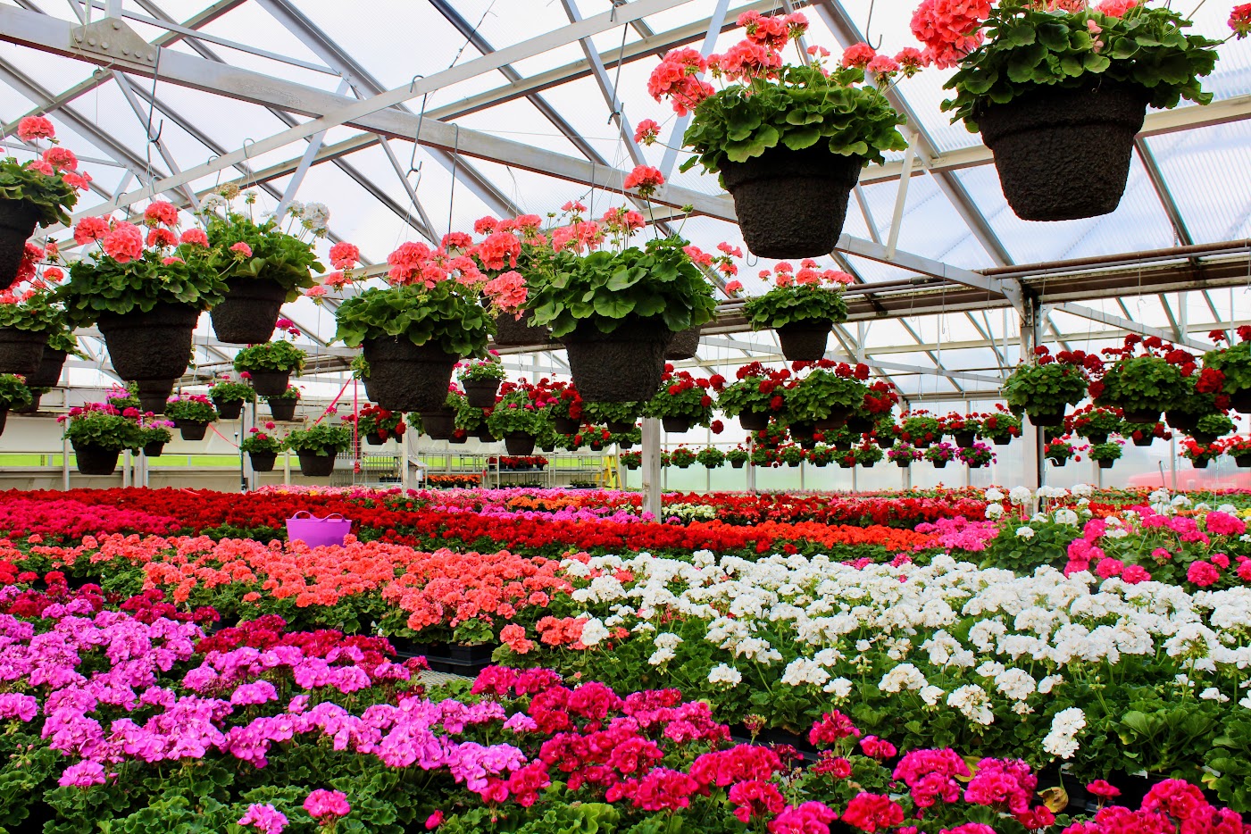 Culver's Garden Center & Greenhouse