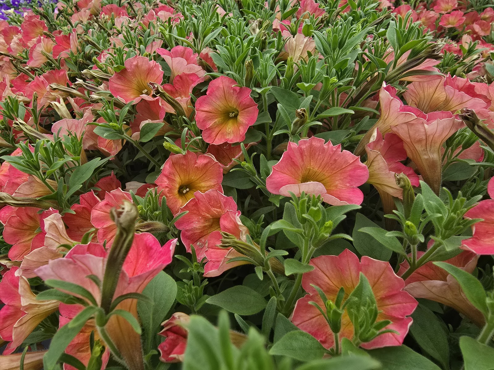 Curro's Greenhouse & Garden
