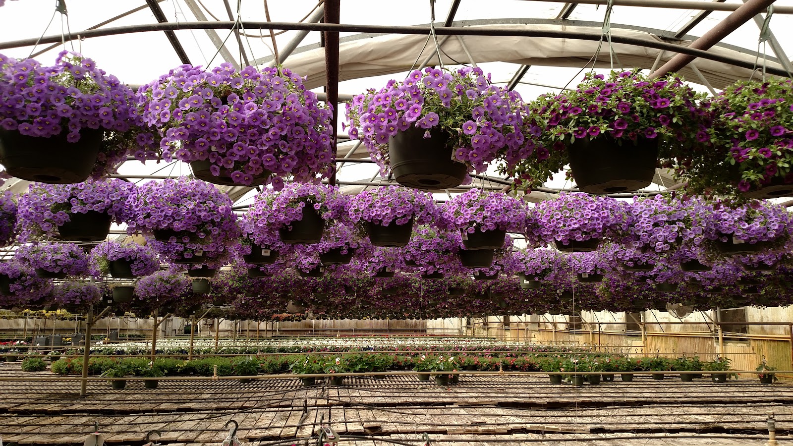 Cuthbert Greenhouse