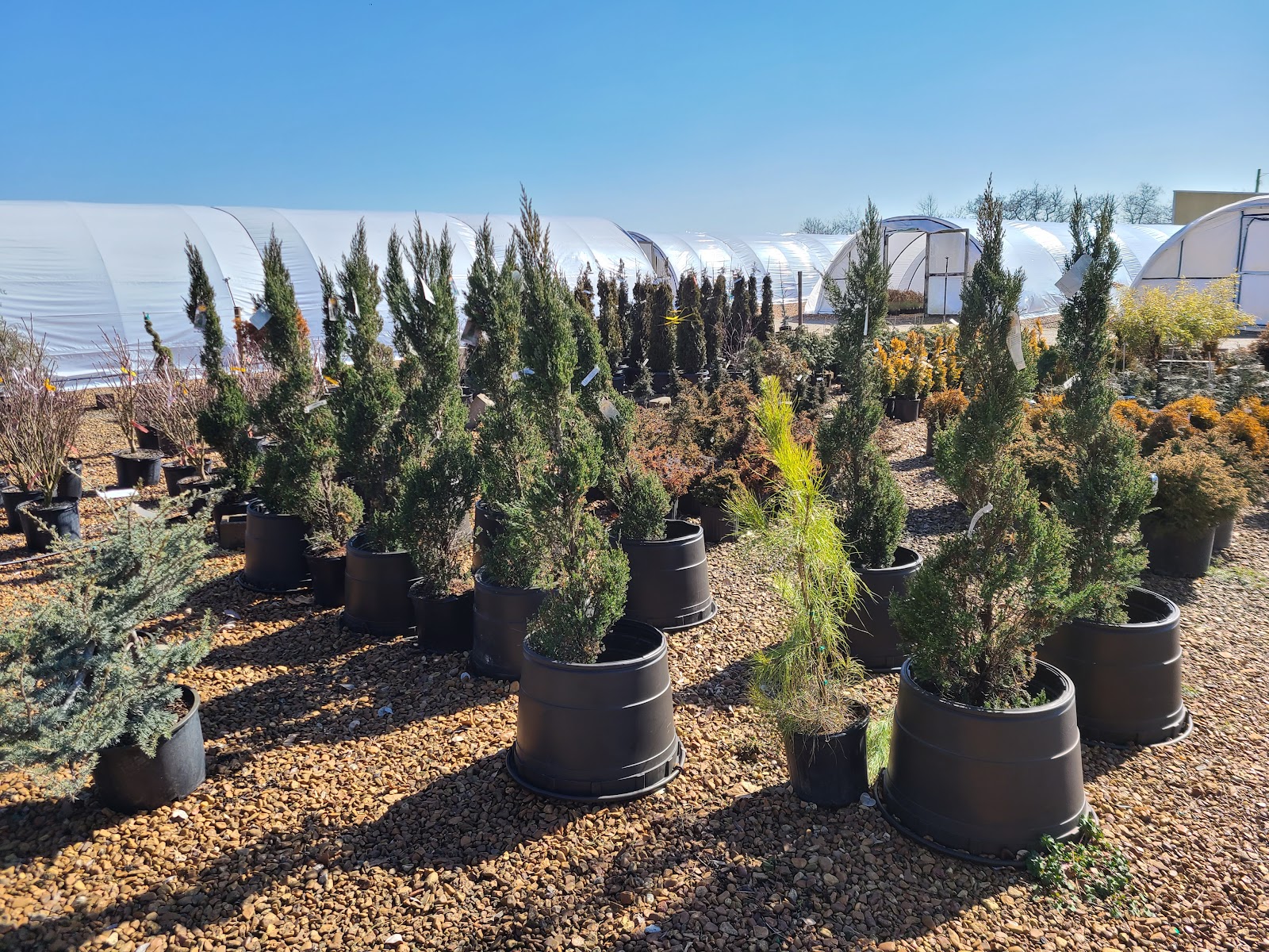 Dabney Nursery