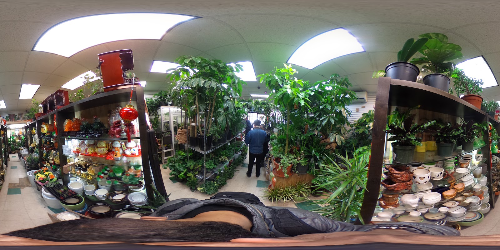 Dahing Plants & Landscaping