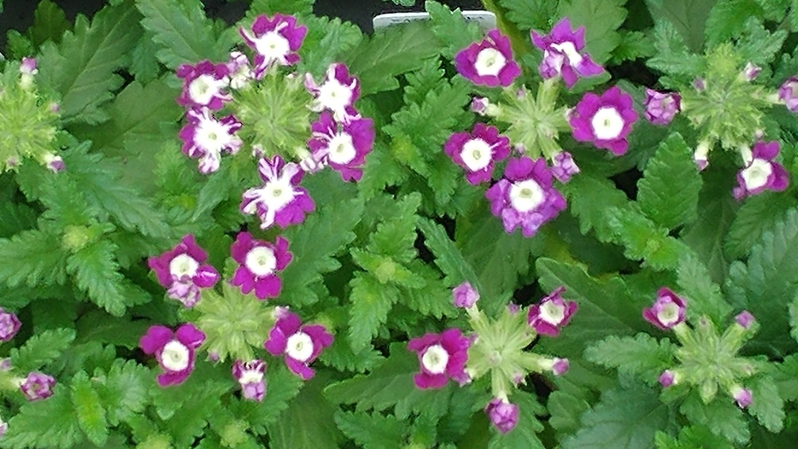 Dallas Johnson Greenhouse Inc