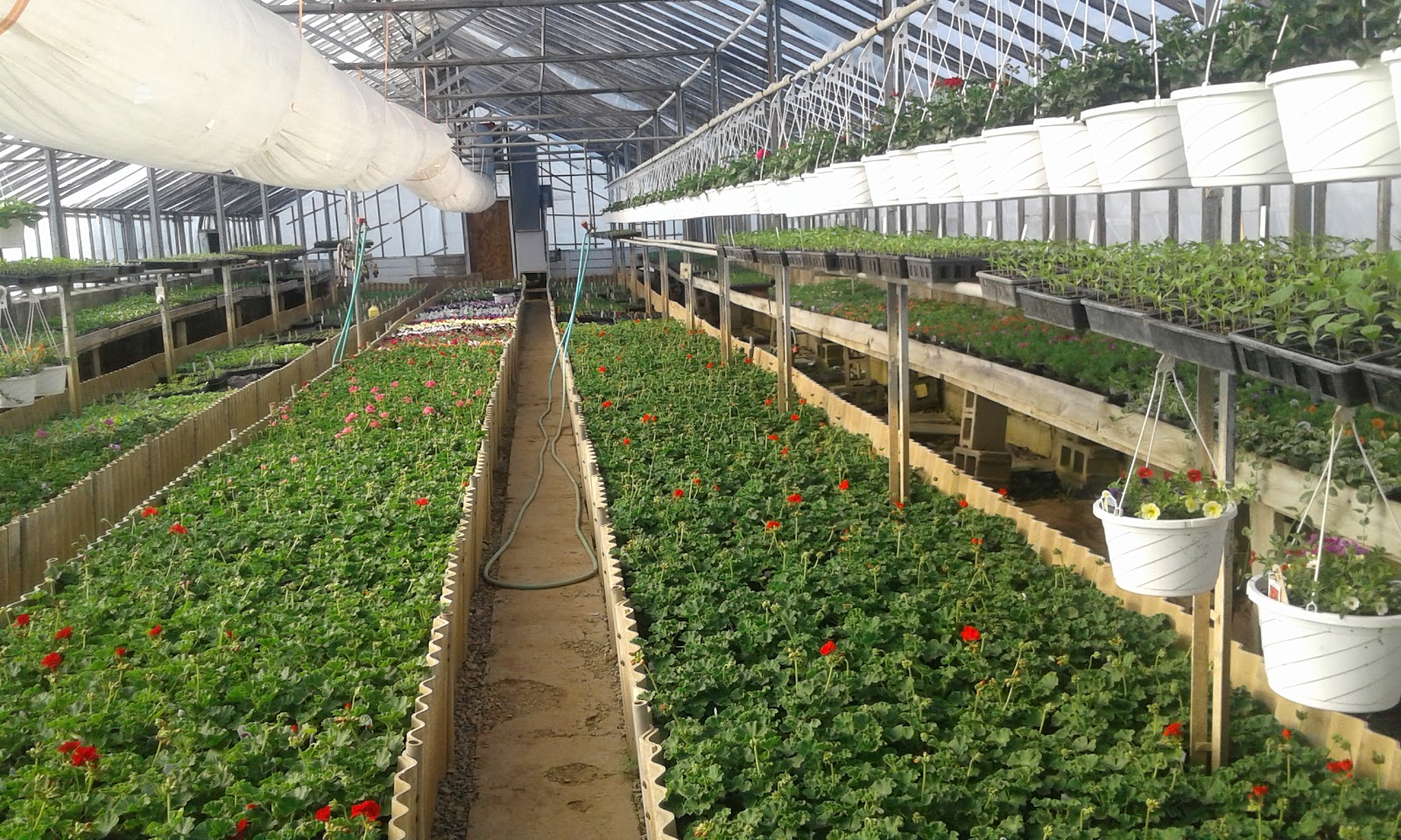 Dalton Greenhouse