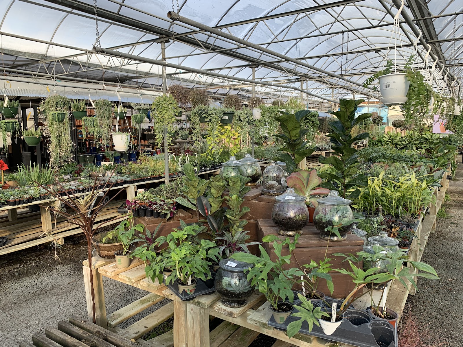 Dammann's Garden Center & Greenhouse, Inc.
