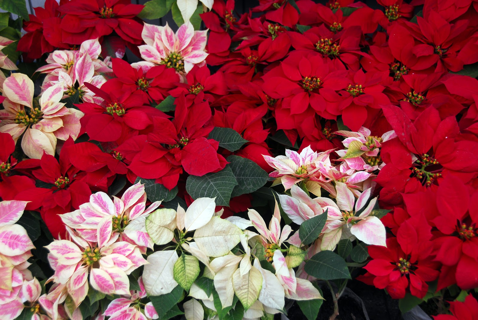 Dammann's Garden Company